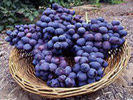 Vi&ntilde;as de Casablanca - Full Day