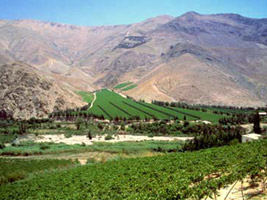 Vi&ntilde;as del Valle de Casablanca - Full Day