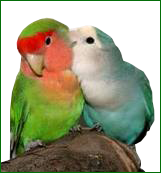 Inseparables