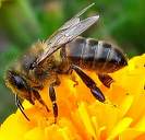 abeja
