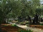 Monte de los Olivos